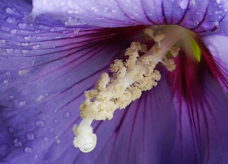 hibiskusblüte