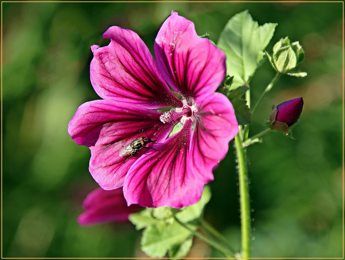 Hibiskusblüte