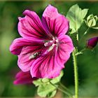 Hibiskusblüte