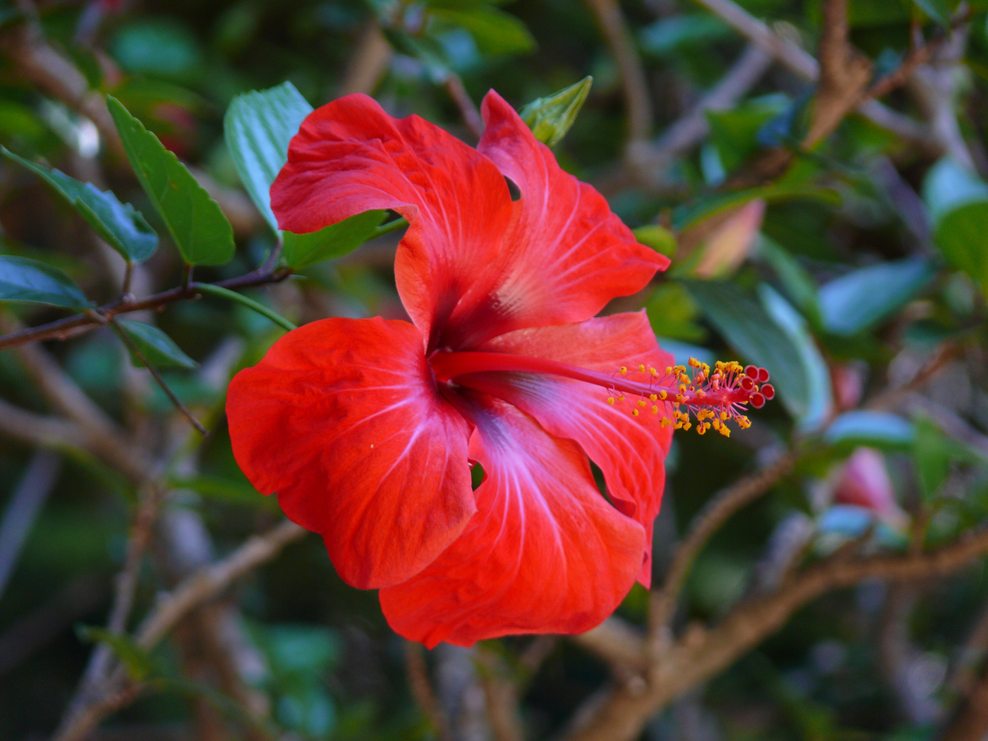 Hibiskusblüte