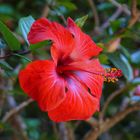 Hibiskusblüte