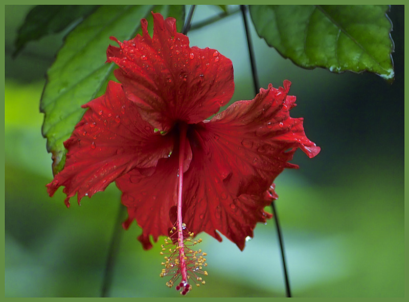 Hibiskusblüte