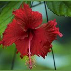 Hibiskusblüte