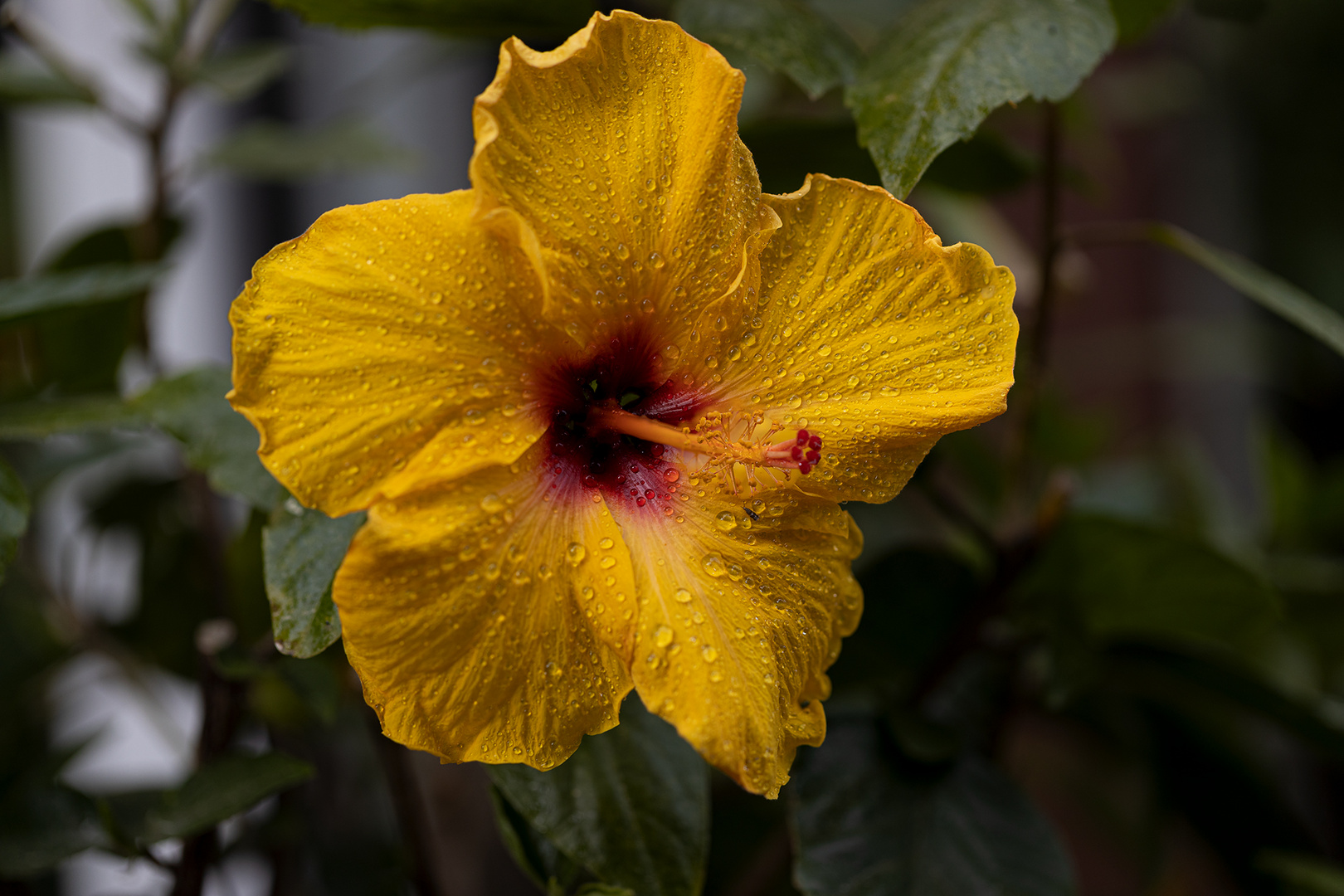 Hibiskusblüte