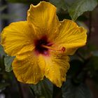 Hibiskusblüte