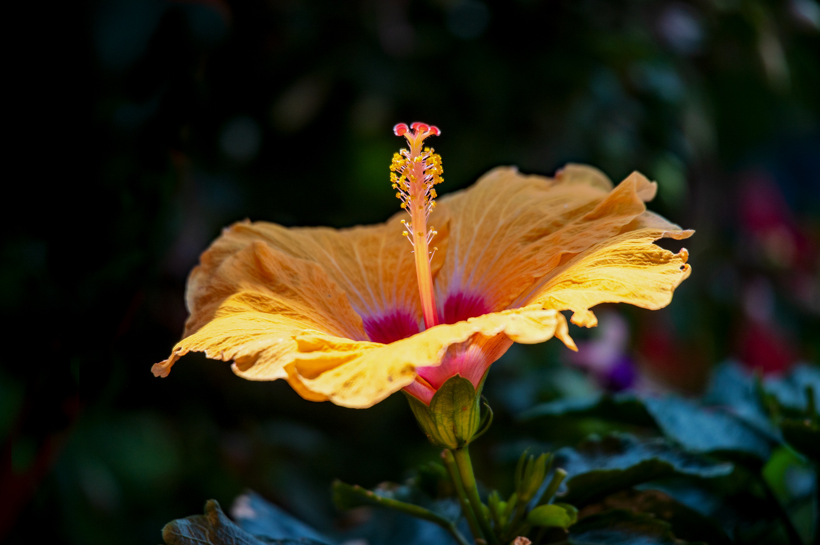 Hibiskusblüte