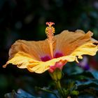 Hibiskusblüte