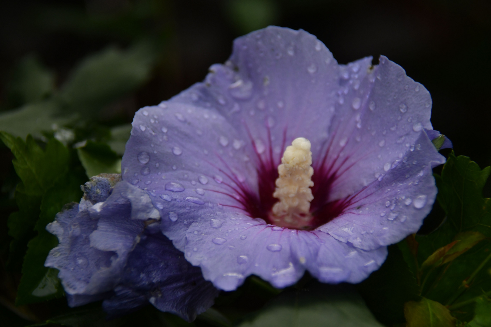 Hibiskusblüte