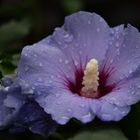 Hibiskusblüte