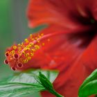 Hibiskusblüte...