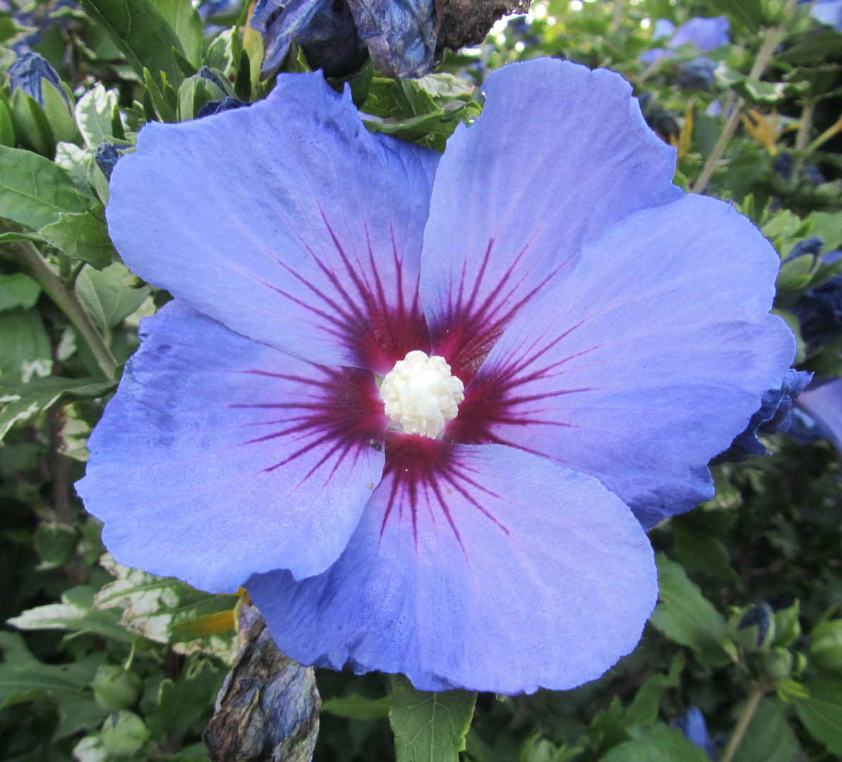 Hibiskusblüte