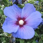 Hibiskusblüte