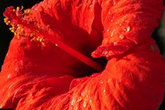 Hibiskusblüte