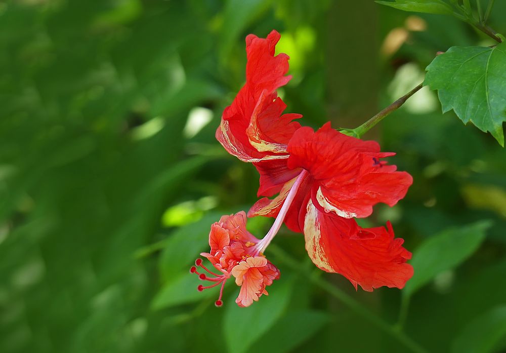 Hibiskusblüte