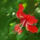 Hibiskusblüte