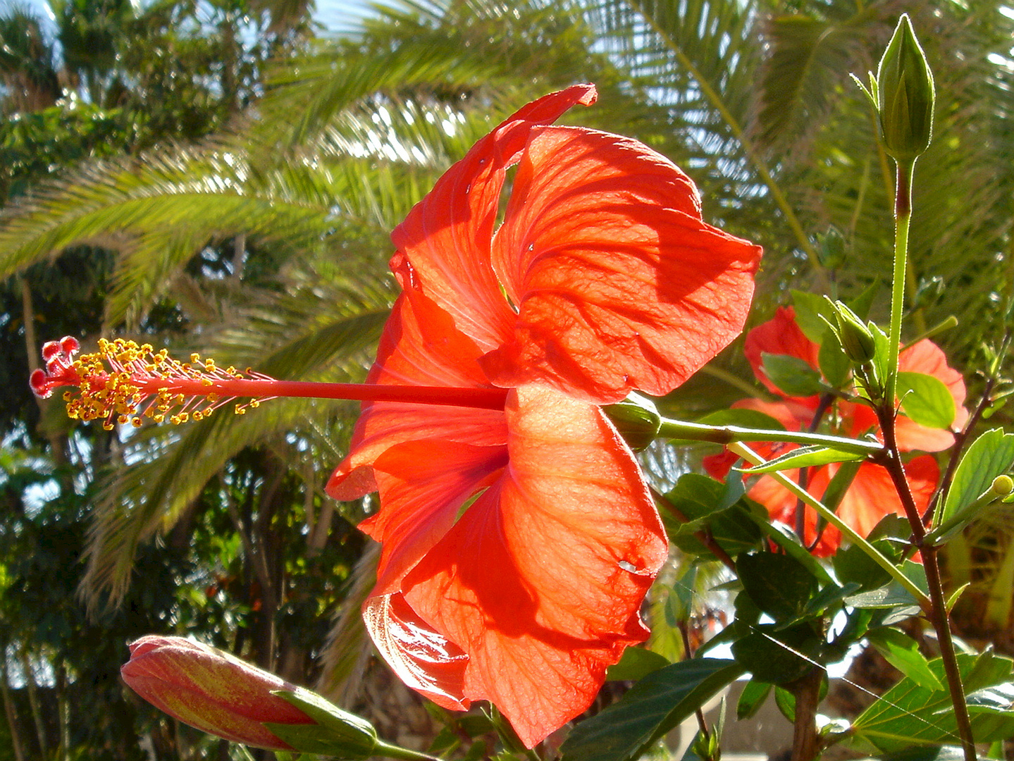 Hibiskusblüte