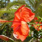 Hibiskusblüte