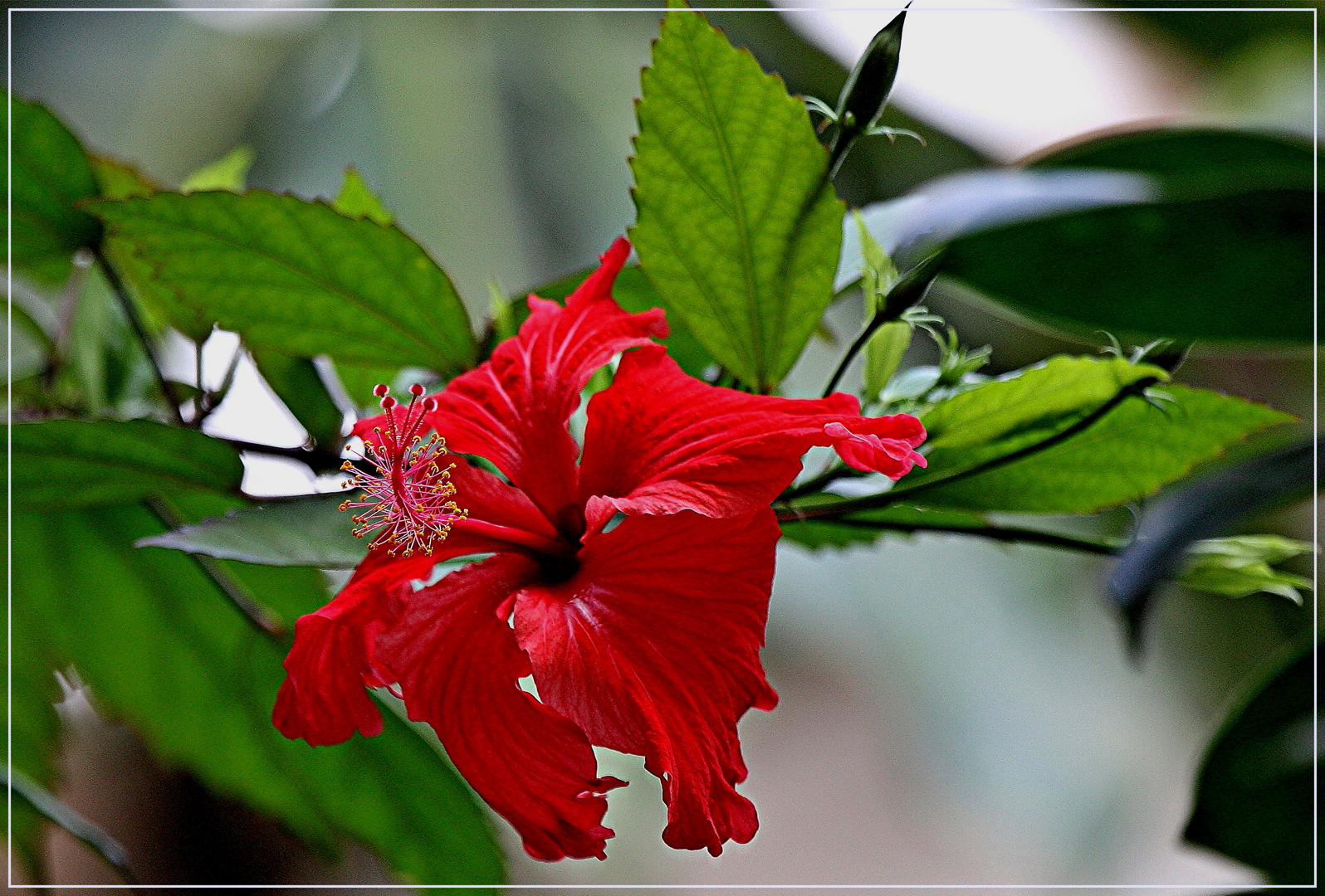 Hibiskusblüte