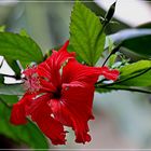 Hibiskusblüte