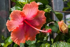 Hibiskusblüte