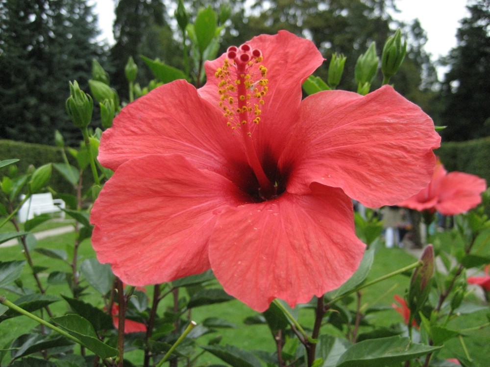 Hibiskusblüte ...