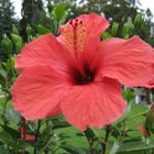 Hibiskusblüte ...