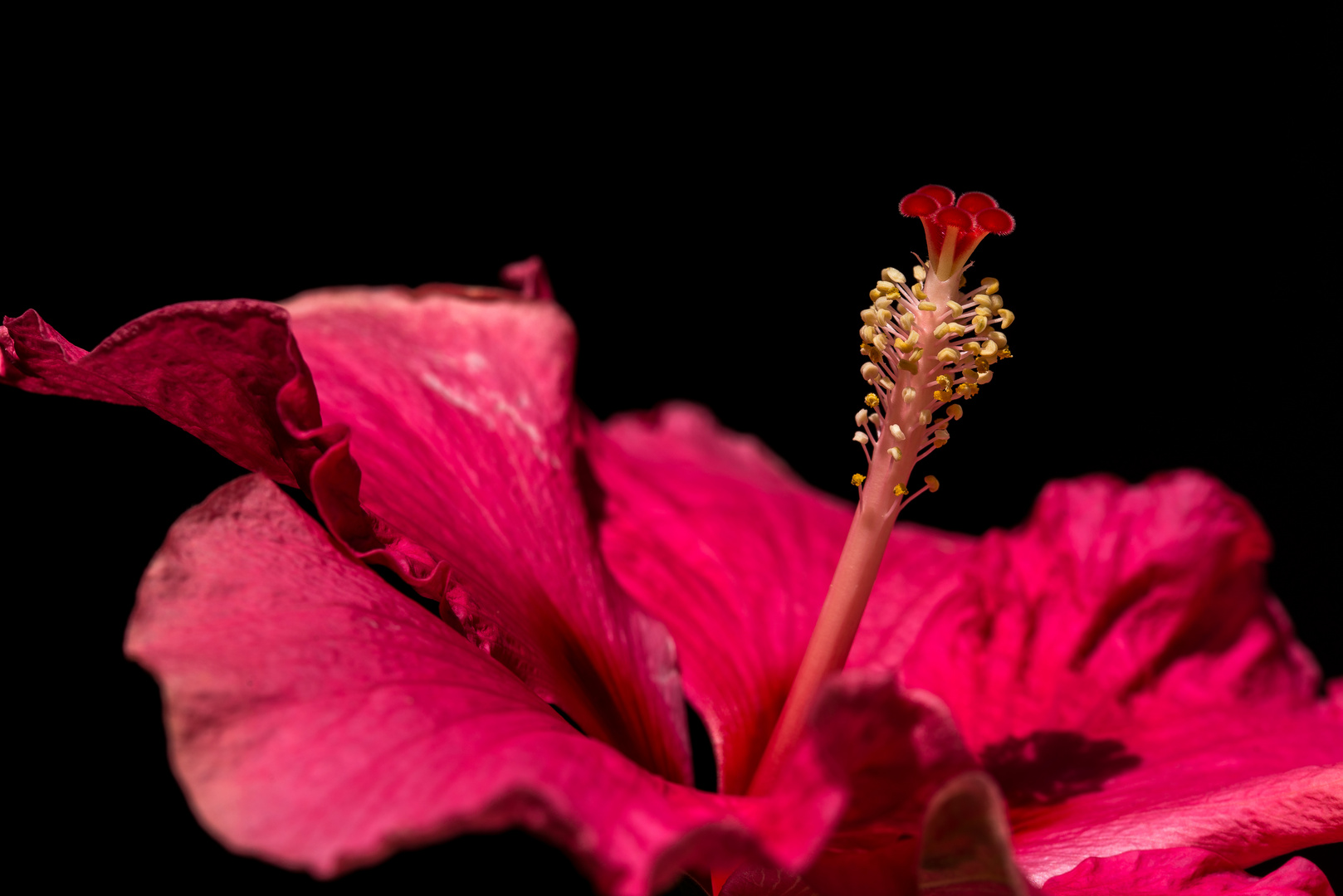 Hibiskusblüte