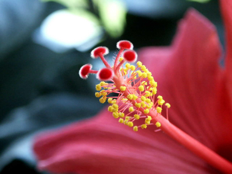 Hibiskusblüte