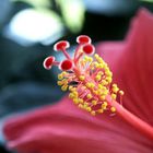 Hibiskusblüte