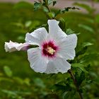 Hibiskusblüte