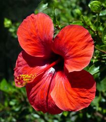 Hibiskusblüte