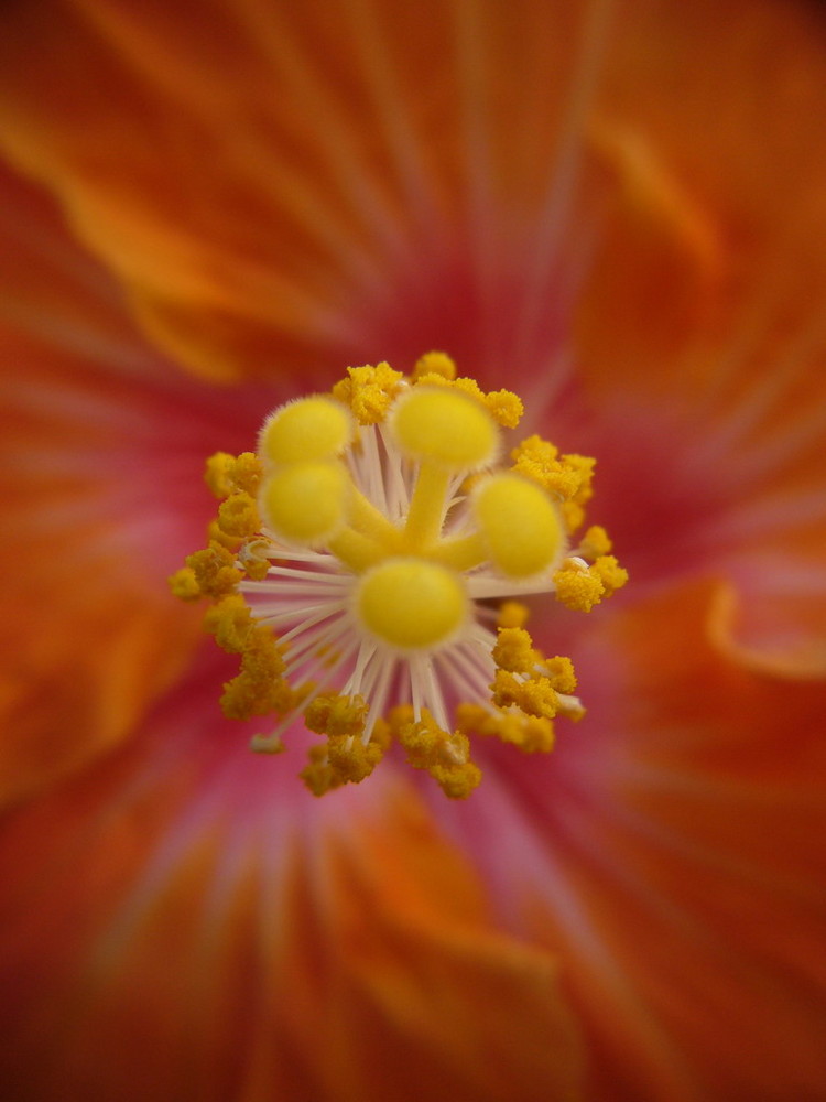 Hibiskusblüte