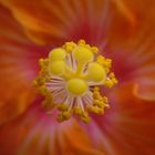 Hibiskusblüte