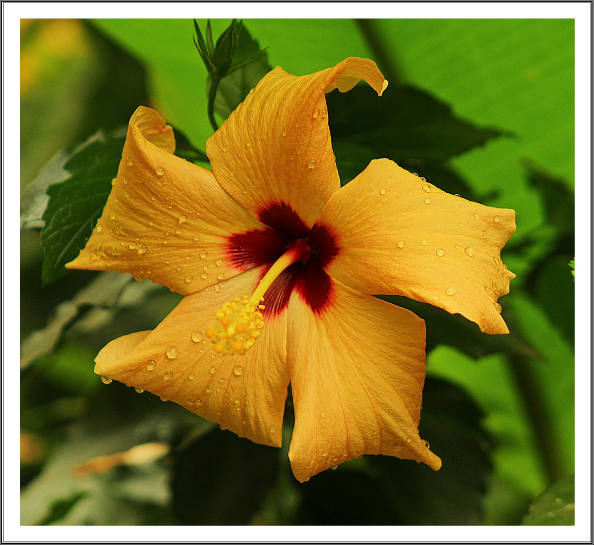 Hibiskusblüte