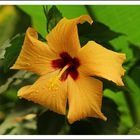 Hibiskusblüte