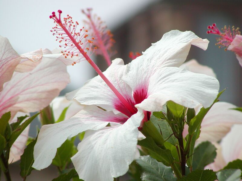 Hibiskusblüte