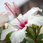 Hibiskusblüte