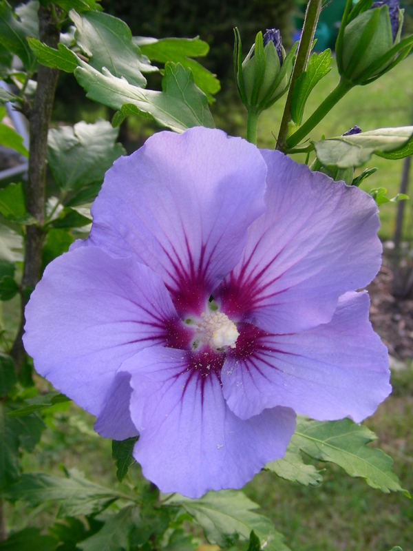 Hibiskusblüte