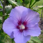 Hibiskusblüte