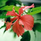 Hibiskusblüte