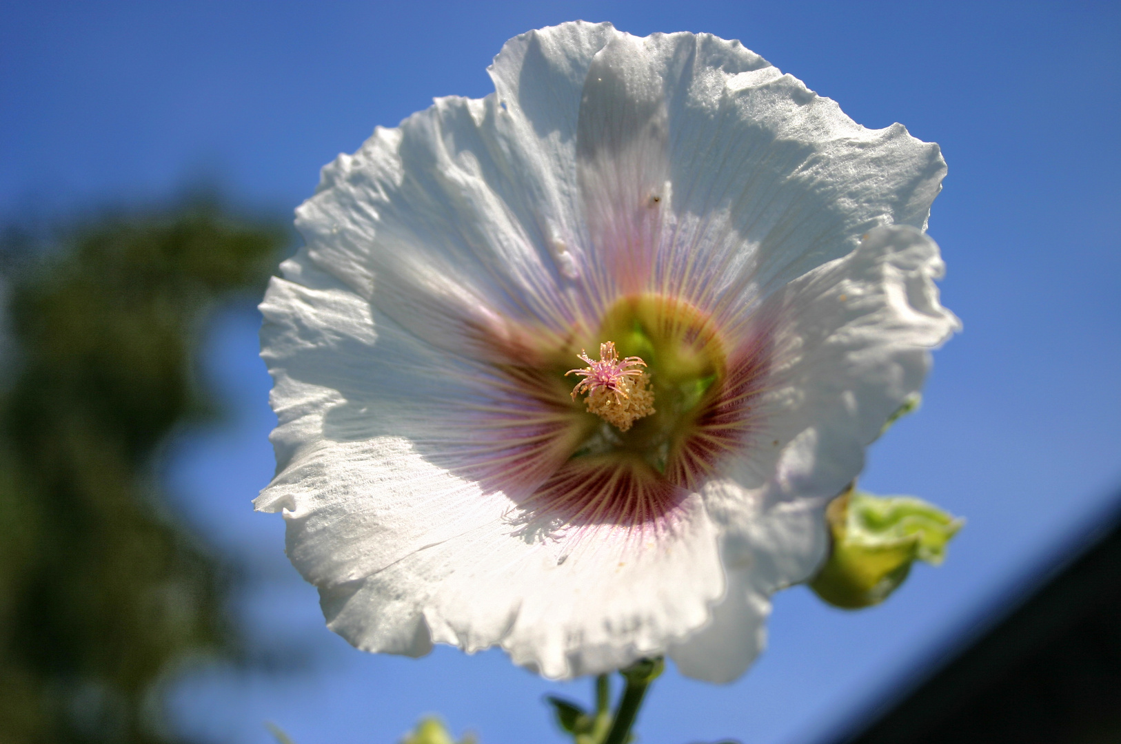 Hibiskusblüte