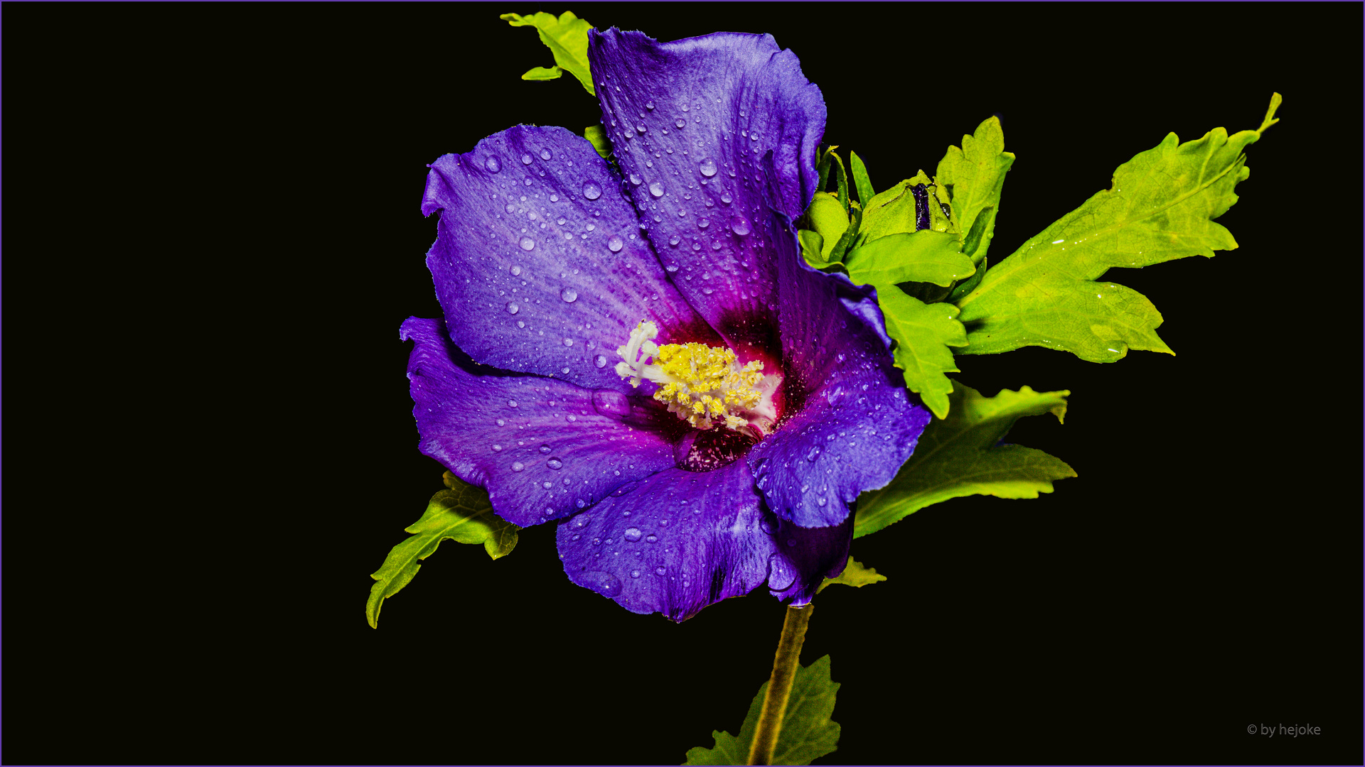 Hibiskusblüte