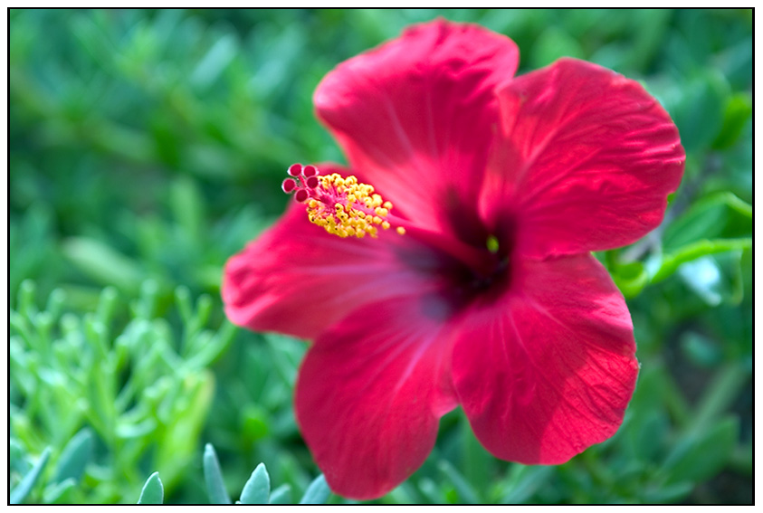 Hibiskusblüte