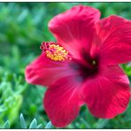 Hibiskusblüte