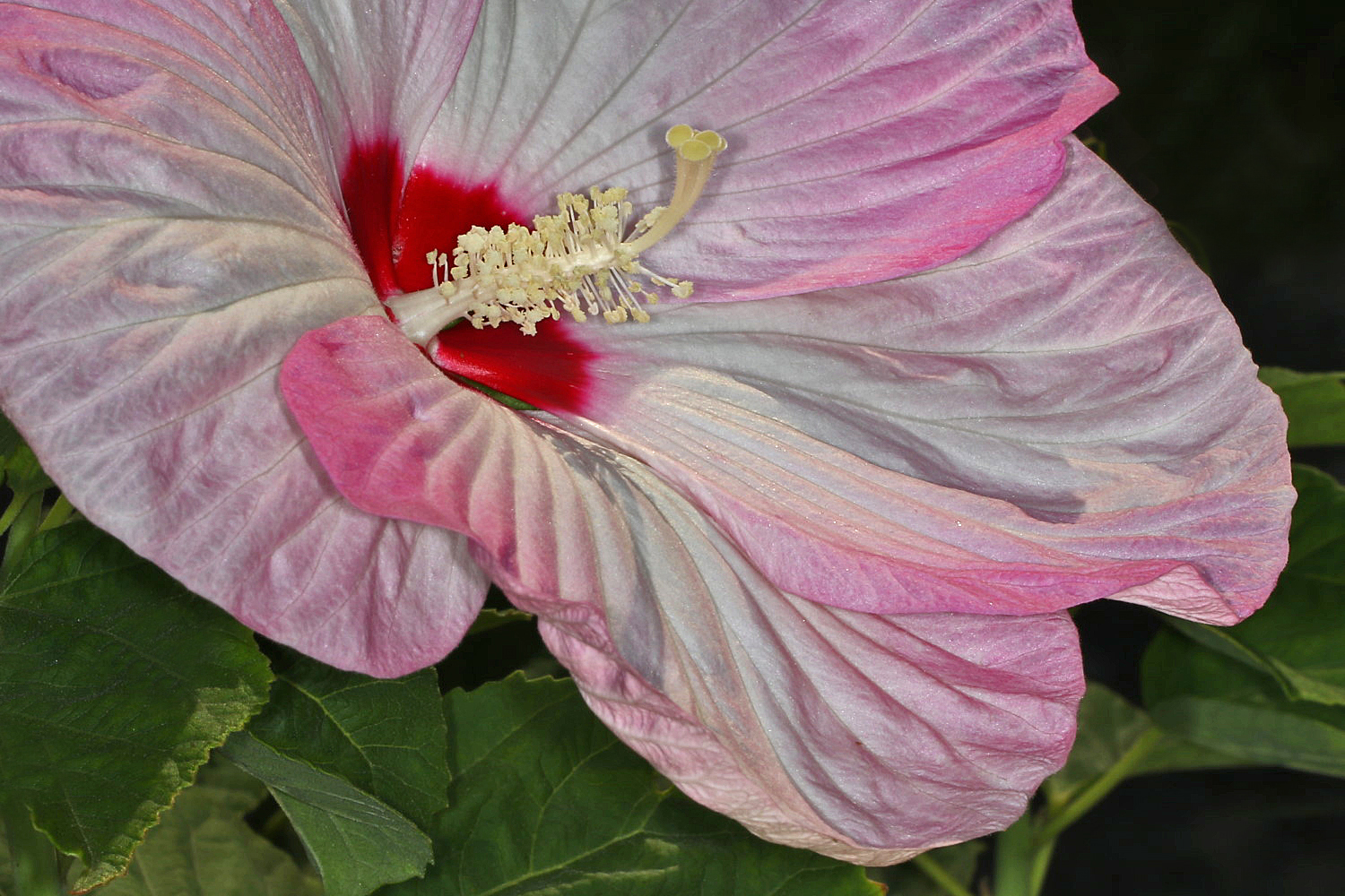 Hibiskusblüte