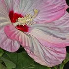 Hibiskusblüte