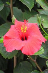 Hibiskusblüte