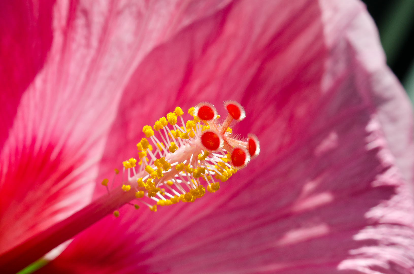 Hibiskusblüte