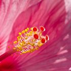 Hibiskusblüte