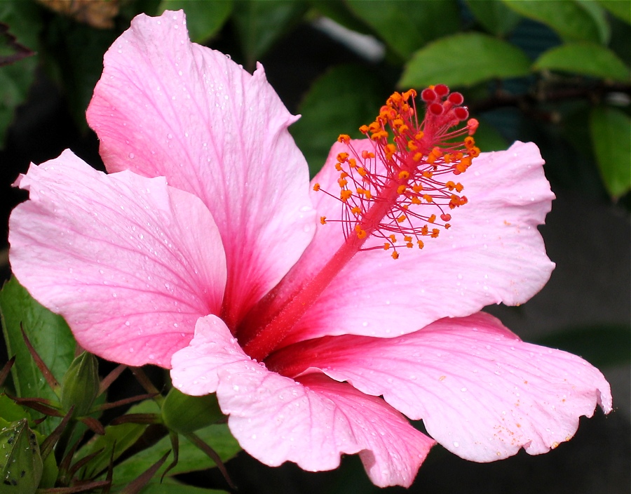 Hibiskusblüte